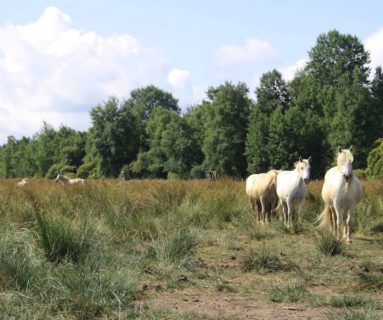 Journées du patrimoine : la gestion écologique du marais